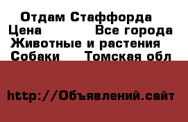 Отдам Стаффорда › Цена ­ 2 000 - Все города Животные и растения » Собаки   . Томская обл.